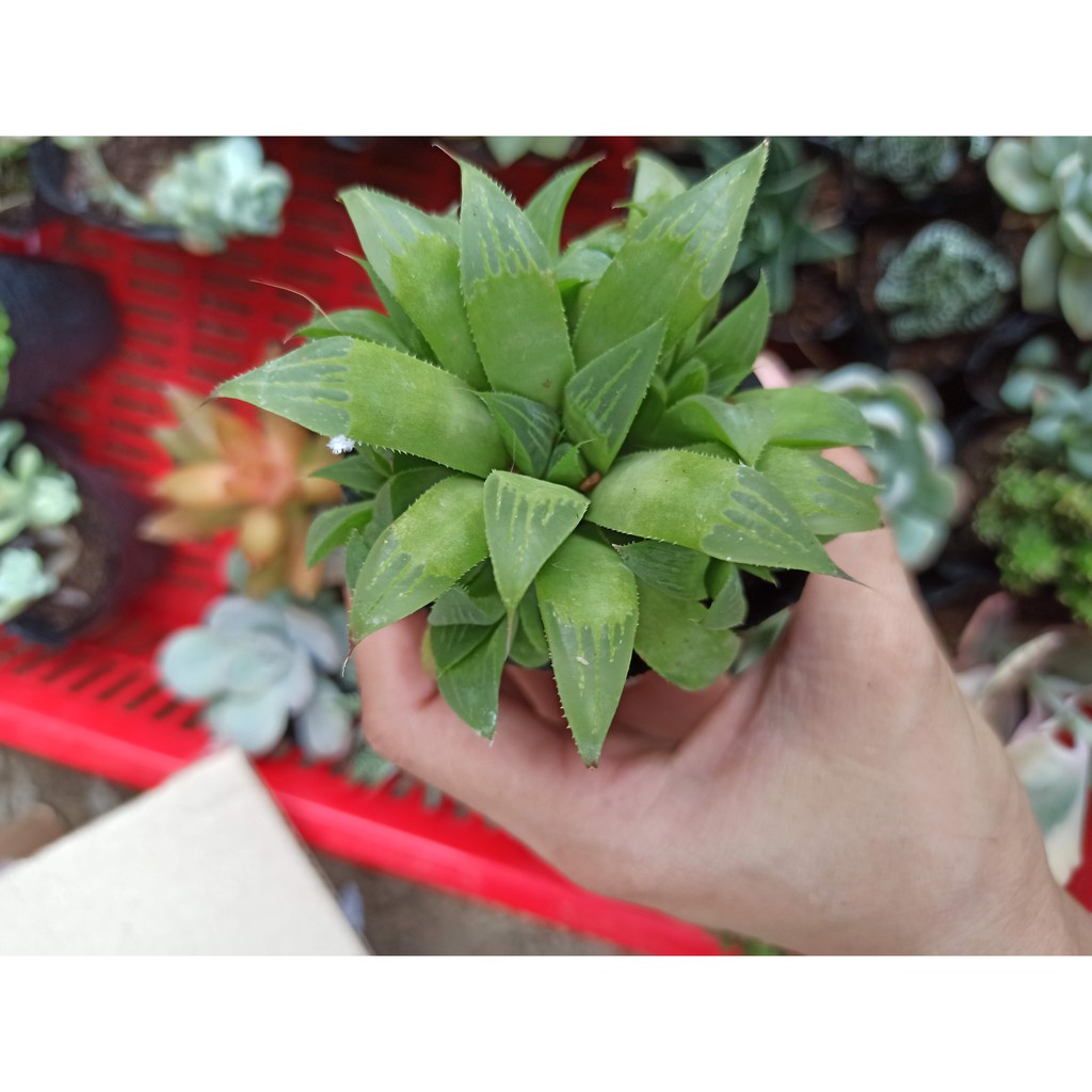 Sen đá ngọc, Haworthia Cooperi, guốc (Đọc mô tả)