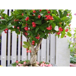  cây Giống Mận Hoàng Yến Trồng  chuẩn giống cây trồng  