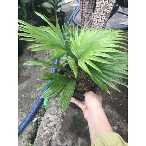 Caykiengsadec - Cây cọ Nhật tặng phân bón - hoa kiểng lá - cây phong thủy - trang trí nội thất