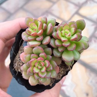 Sen Đá Ruby mini Đủ Size  | Xuất xứ Đà Lạt | Dễ trồng dễ chăm