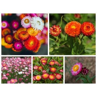 HẠT GIỐNG HOA CÚC BẤT TỬ MIX MÀU