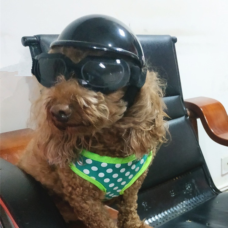 Nón Bảo Hiểm Thời Trang Đáng Yêu Cho Thú Cưng 5 Inch