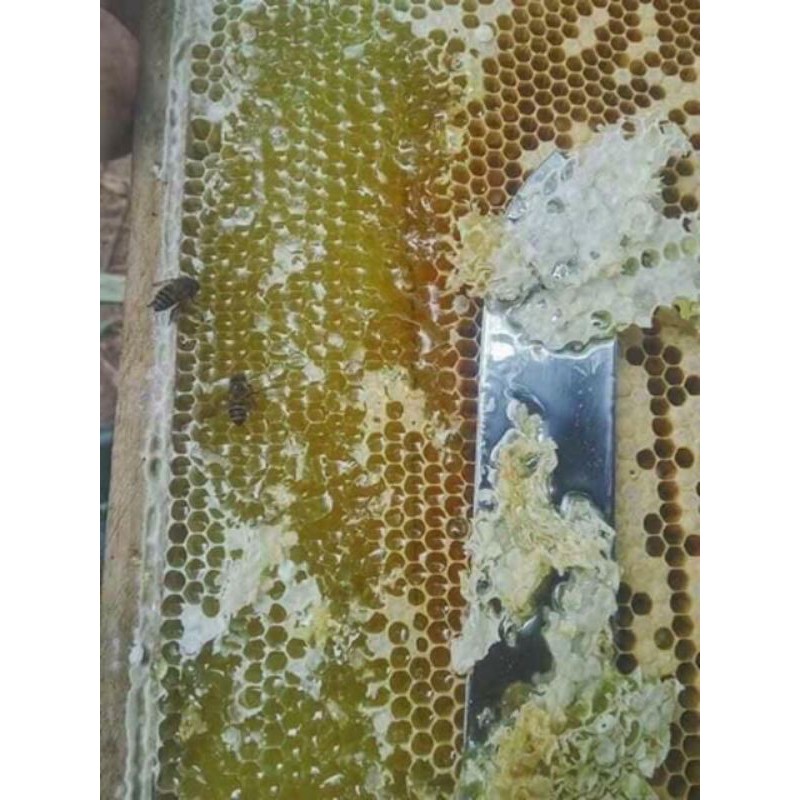 Mật Ong Bạc Hà 1l