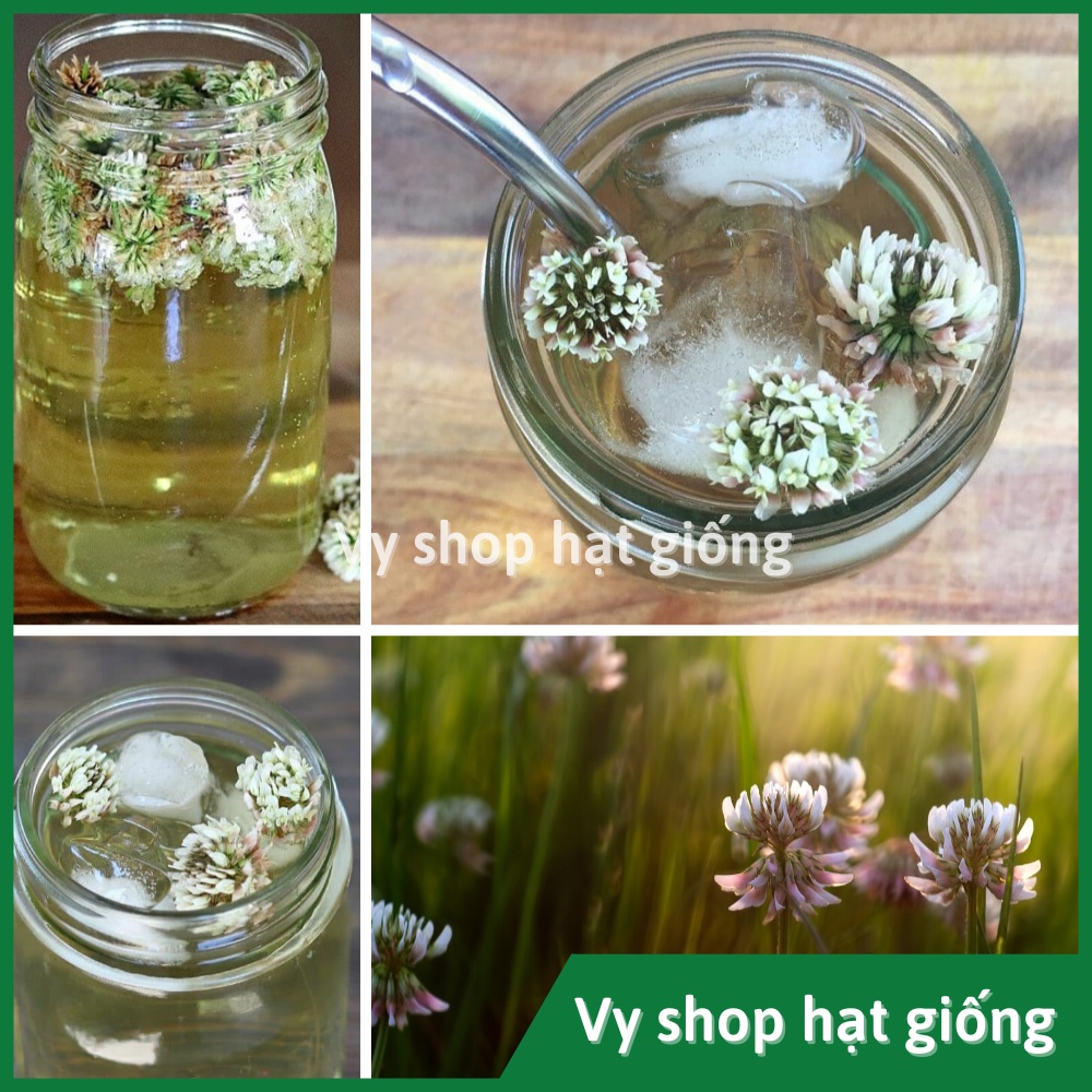 100gr hạt giống cỏ ba lá trắng  trồng thảm - khoảng 20.000 hạt