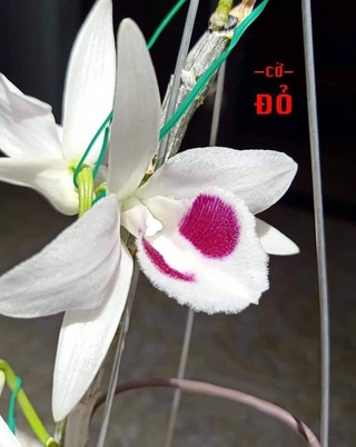 Phi điệp 5ct cờ đỏ hàng cây giống thuần tại vườn