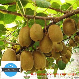 Gói 10 hạt giống KIWI leo giàn siêu trái