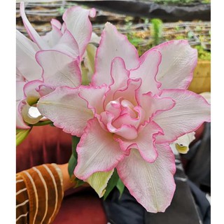 HOA LY THƠM. Combo 1 Củ Giống Hoa Ly Thân Cao Thơm Hoa Kép Màu Hồng Bo Viền  - Cho Hoa Vụ Tết - sạch bệnh, nhanh lớn