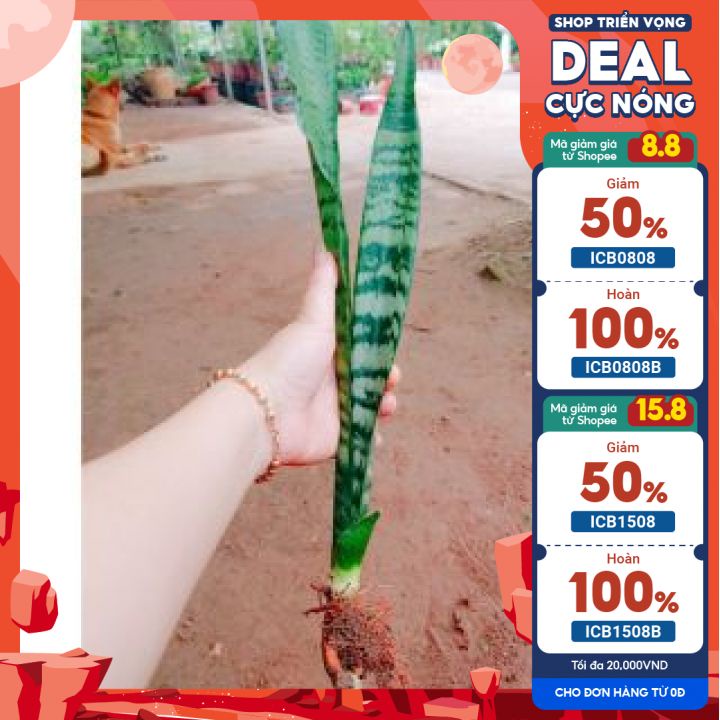 💙Cây giống lưỡi hổ xanh🎯️🎯️ MUA 2 TẶNG 1 🎯️🎯 Số lượng có hạn