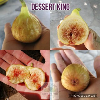 CÂY GIỐNG SUNG MỸ TRÁI DẸT