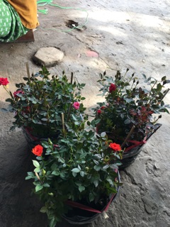 Hồng tỷ muội