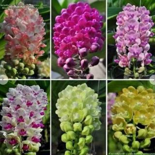 Ngọc điểm - nghinh xuân - đai trâu cây giống