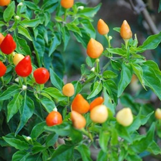 Hạt giống ớt đào tiên  - Gói 20 hạt