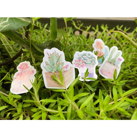 KimiTape Sticker hộp 45 hình dán sen đá trang trí Bullet Journal