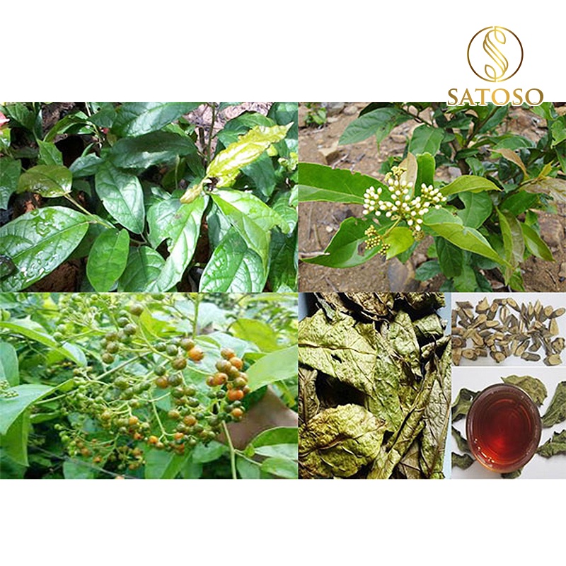 Xạ đen Hoà Bình thượng hạng hỗ trợ tốt cho gan SATOSO 1kg SA41