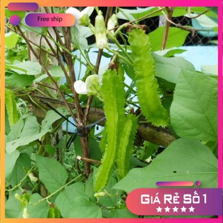 Hạt giống Đậu rồng (gói 10g)