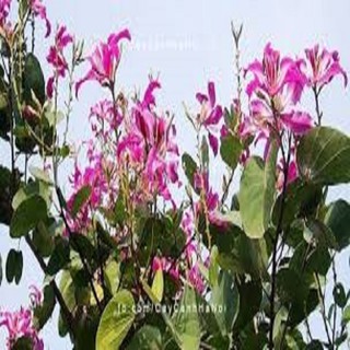 CÂY GIỐNG HOA BAN TÍM