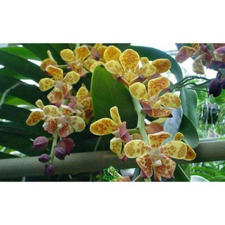 LAN CẨM BÁO TÂY BẮC