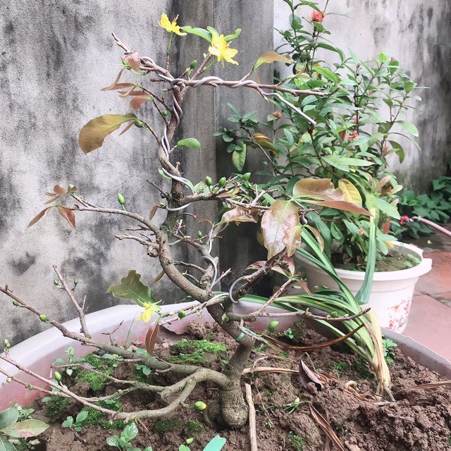 CÂY MAI VÀNG CHƠI TÉT ẢNH THẬT_ CÂY ĐANG RA HOA VÀ NỤ chơi tết