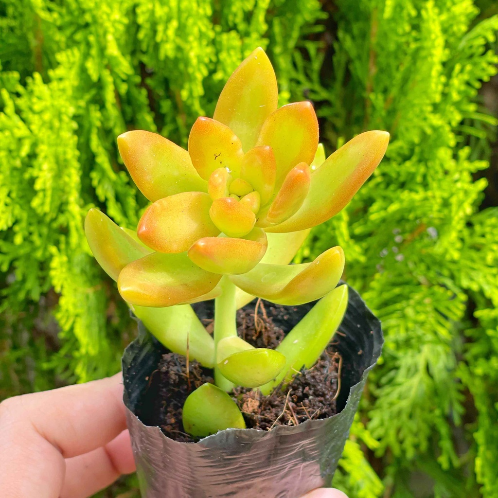 Sen đá vàng 5-7cm - Vườn sen đá