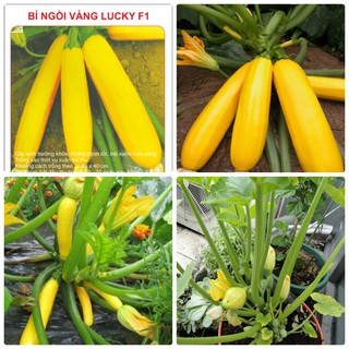 Hạt Giống Bí Ngòi Vàng (10 hạt)