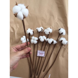 1 CÀNH BÔNG GÒN 1 BÔNG