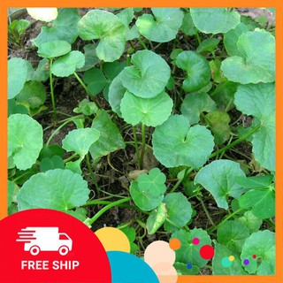 0.5g Hạt giống Rau má (tặng gói Kích nẩy mầm và Hướng dẫn) KHUYẾN MẠI TRONG NGAY