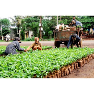 CÂY GIỐNG CÀ PHÊ CULI NĂNG SUẤT CAO