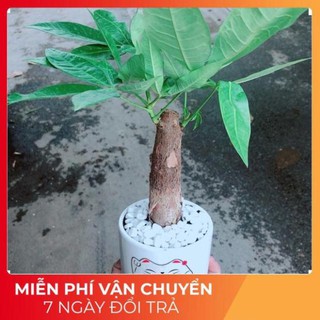 Chậu Kim Ngân 1 Thân (2)