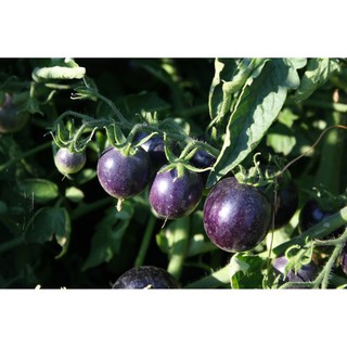 20h hạt giống cà chua tím chùm siêu quả mỹ