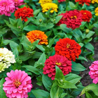 Hạt giống hoa cúc Zinnia (cúc lá nhám)