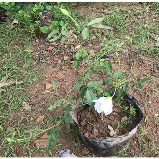 Cây hồng bạch ho cao 40cm