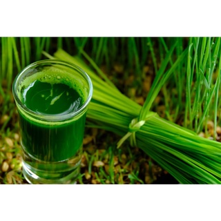 Shop 1k - Hạt Giống Cỏ Lúa Mì Đỏ Cỏ Mèo Wheatgrass (A2.205| W20*V34)