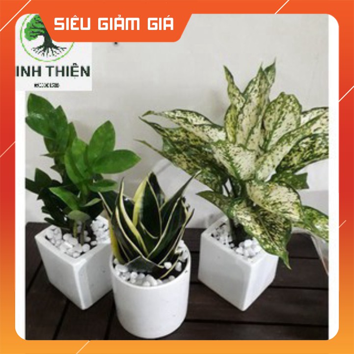 (Gía Sốc) Combo lưỡi hổ kim tiền ngọc ngân