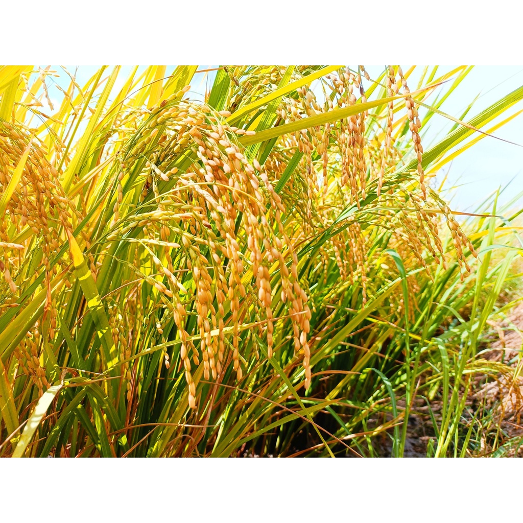 CHẮC HẠT- giúp lúa trổ thoát nhanh và đồng loạt, bung đòng mạnh hạn chế nghẹn đòng. CHAI 1 LÍT