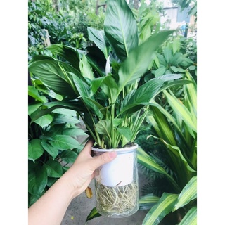 Bình Lan Ý thuỷ sinh (gồm cả bình)
