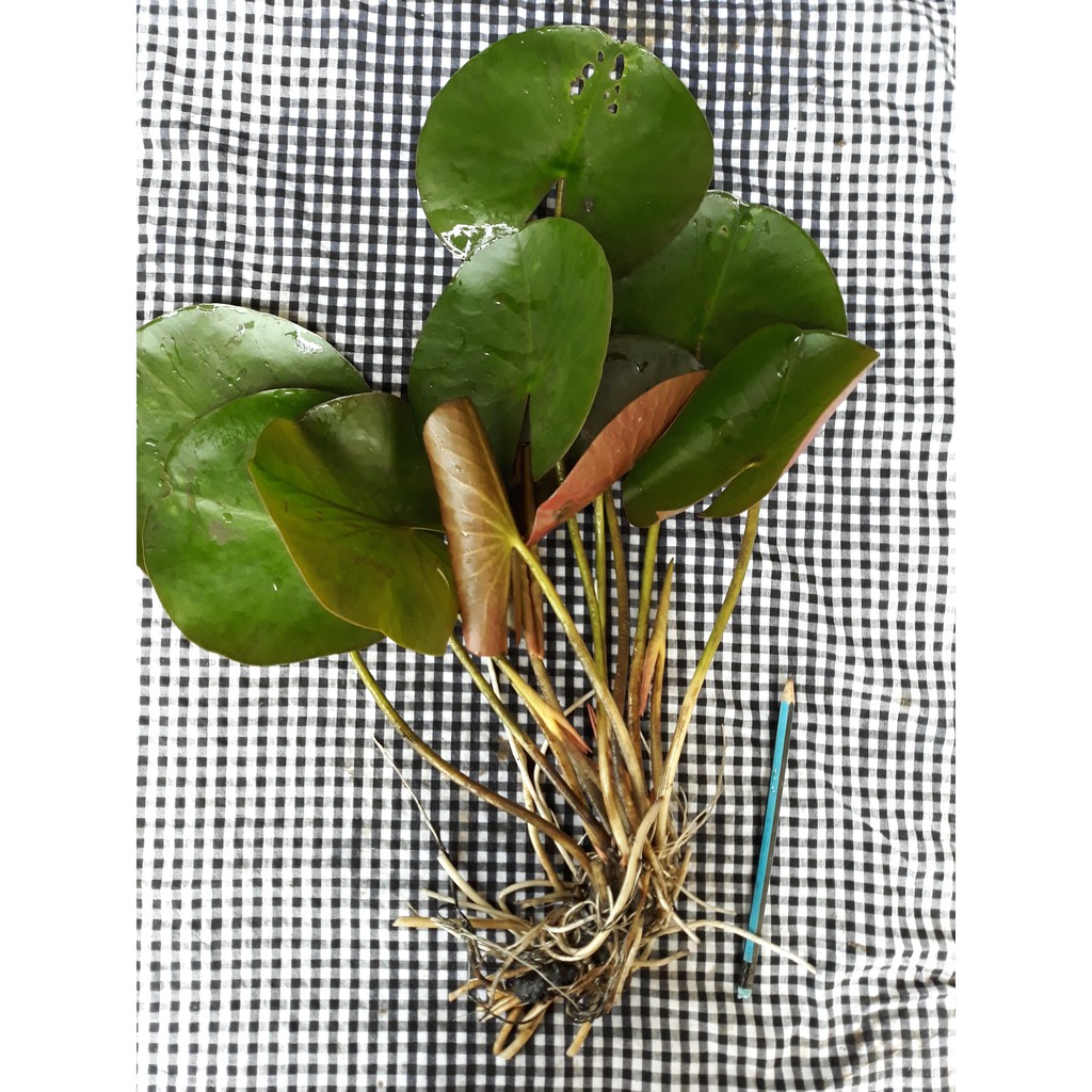 Sale 70%  Cây Hoa súng Thái Lan màu cà rốt Đ-02