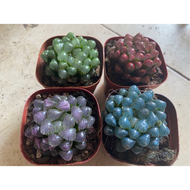 SEN ĐÁ COOPERI - TẶNG CHẬU NUNG