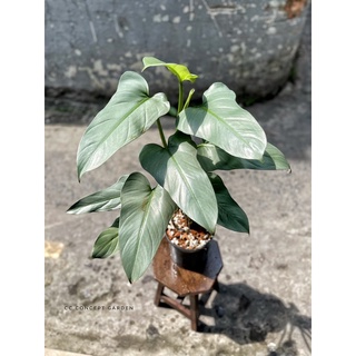 Trầu Bà Kiếm Bạc | Philodendron Hastatum