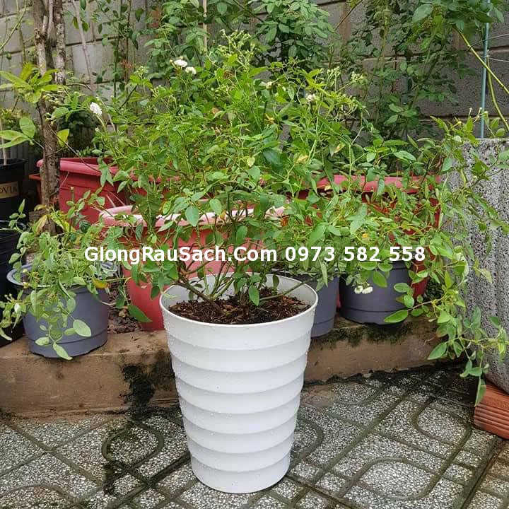 10 Chậutrồng cây  vòng tròn To Đại Rẻ Đẹp