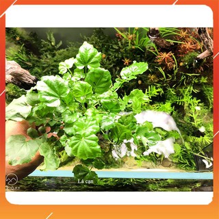 Rau Má Nhật - cây thủy sinh trồng trung cảnh