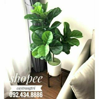 🌳 Cây Bàng Singapore Giả - Cây Bàng Singapore Giả Trang Trí Nội Thất cao 100 cm gồm 3 nhánh - ẢNH THẬT