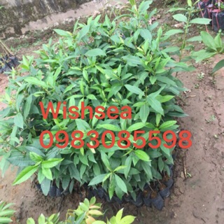 Cây vối nếp (combo 2 cây)