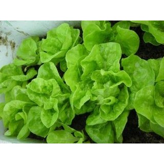 Hạt giống Xà lách đăm (xà lách cuộn) 2 gram