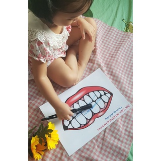 [MONTESSORI] Học Liệu Hàm Răng (dạy bé đánh răng)