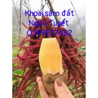 Khoai sâm đất tây bắc
