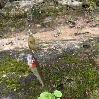 Mồi câu cá,mồi thìa câu lure