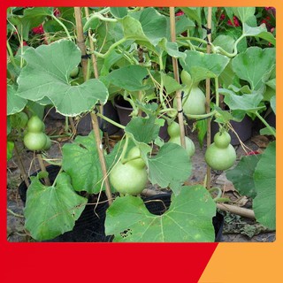 Hạt Giống Bầu Hồ Lô Mini Cực Đáng Yêu [ NẢY MẦM 99 % ]