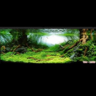 Tranh 3D dán trang trí bể cá cảnh