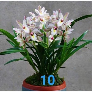 Hoa lan Kiếm lá cứng