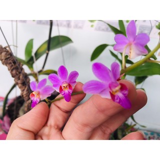 Hồ điệp rừng